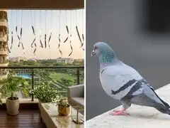 Why are people putting aluminum foil on their balconies? The simple trick that may help deter pigeons