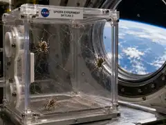 In 1973, NASA sent about two spiders into space to test web-building without gravity; within days, they adapted and spun complete webs in orbit