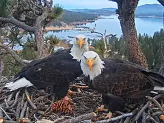 OpenAI co-founder Greg Brockman donated $5.5 million to protect 63 acres near California's famous bald eagle nest. His wife helped raise $10 million and saved it from residential development