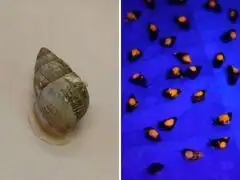 In 1989, just 26 tiny snails remained on a Pacific island after a disastrous human experiment. Now 17,000 are back