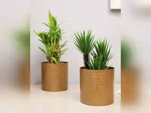 Image for Best flower pots for home: Elevate your spaces with these top picks