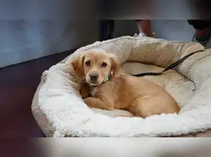 Image for 10 Dog Beds for Small Dogs: Cosy, Comfortable Picks for Your Little Companion