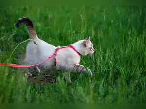 Image for 7 best-selling cat leashes for your cat starting at Rs.120