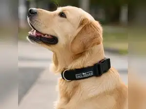 Image for Best Dog Collars That Combine Comfort, Strength, and Safety
