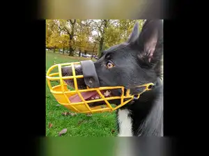 Image for Best Dog Muzzles for Comfortable, Secure, and Stress-Free Everyday Walks with Your Pet