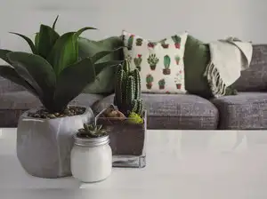Image for 10 Best Indoor Plants for Your Humble Abode