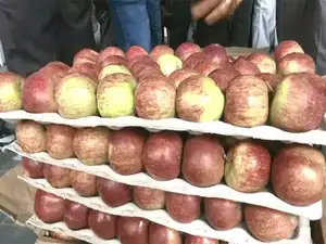 ₹5,000 per box and counting: Himachal’s apple season begins with a bang as quality fruit reigns