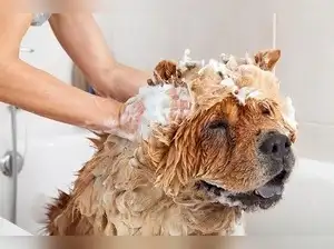 Image for Best Shampoos for Dogs: Top Picks for a Clean, Healthy, and Shiny Coat