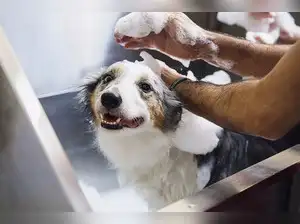 Image for 9 Best Tick Shampoos for Dogs - Say Goodbye to Ticks and Fleas!