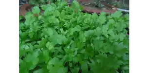 Coriander futures decline on low demand