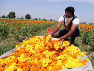 The harvest season