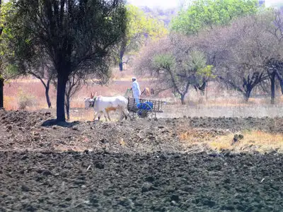 Minister Of Agriculture Forestry And Fisheries Japan Latest News
