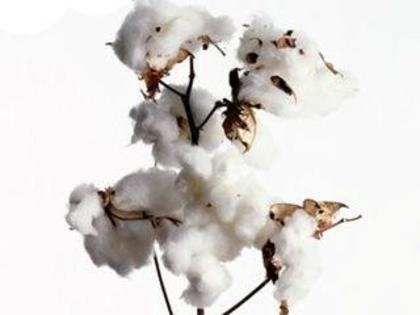 Cotton sector shows all-round growth in FY15: CAI
