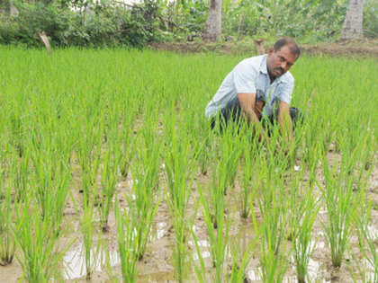Unseasonal rains damaged rabi crops worth Rs 20,000 crore: CSE