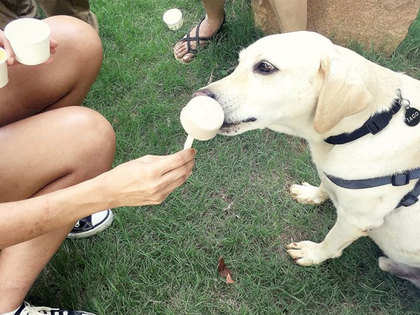 Treat your pet to gourmet delights & beer at DoggyBox