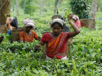 Assam tea production may decline due to erratic weather conditions