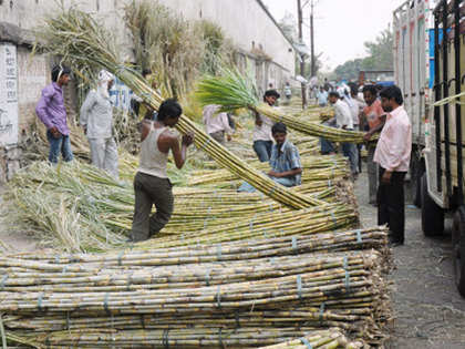 Maharashtra's sugar output to be lowest in the decade this year