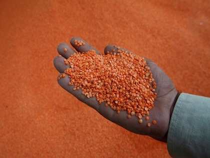 Likely import curbs worry lentil traders