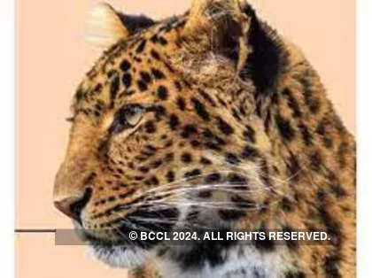Leopard captured in Mumbai's Aarey Colony; 2nd feline to be caught in 5 days