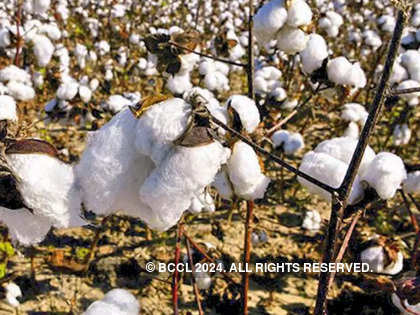 India's cotton production to increase by 15% in 2022-23