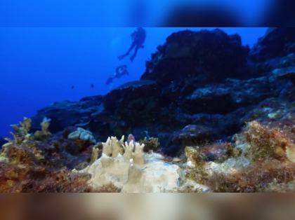 World sees 'severe' coral bleaching event: US agency