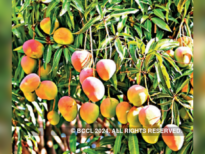 Plucking mangoes is anything but an Aam experience
