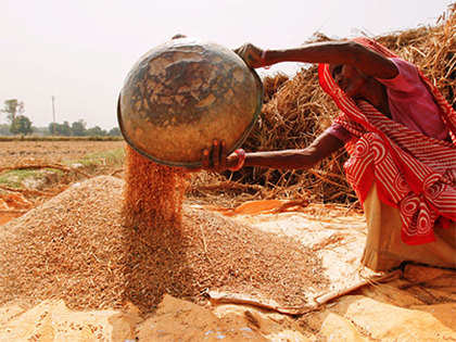 India's 2015-16 wheat output may surpass last year's level