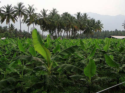 Chhattisgarh plans roadmap for organic farming
