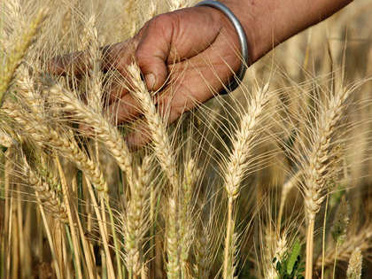 Pace of wheat sowing to pick up in coming days: Government