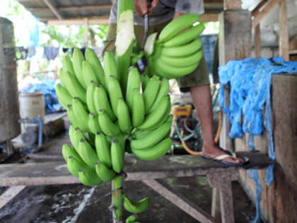 Low pricing leads to steep fall in banana exports in 2011-12