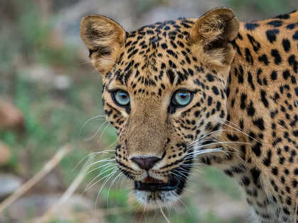 Leopard in Greater Noida society: Search ops enter day 3, goats brought in as bait