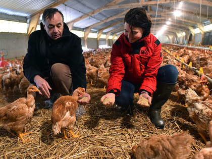 Poultry integrators to prune capex by a third, adopt wait and watch policy