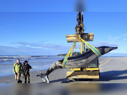 New Zealand: 'World's rarest whale' washes ashore