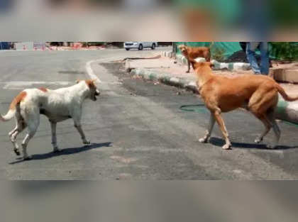 2-year-old girl mauled to death by five stray dogs in Delhi, locals allege negligence