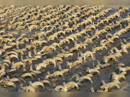 Archaeologists unearth over 2,000 mummified sheep heads at an ancient temple in Egypt