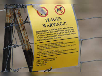 Bubonic plague case confirmed in Oregon, linked to pet cat: Experts share symptoms and prevention tips