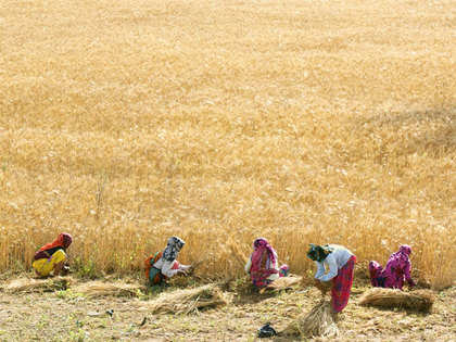 New bajra variety to be released for cultivation in Haryana, Rajasthan, Gujarat
