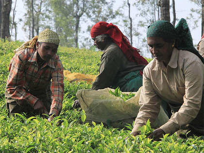 Weather may hit this year’s tea production