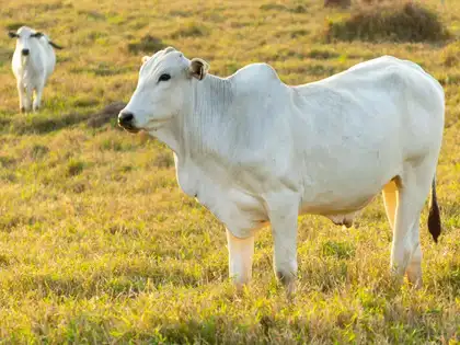 Nelore Cattle Breed