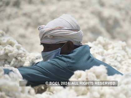 India's cotton exports likely to rise 19% in 2019-20: The Cotton Association of India