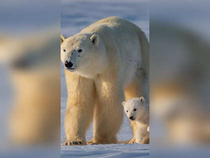 climate change: Un-bearable? How global warming may cause mama