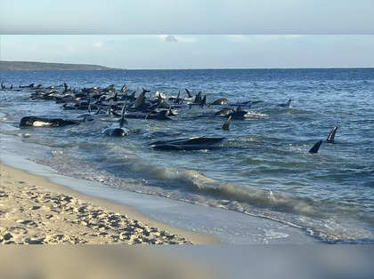 More than 100 pilot whales stranded in Western Australia, experts say