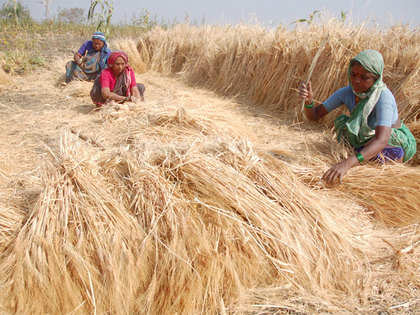Wheat sowing close to completion in Punjab, Haryana