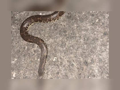 Common sand boa rescued from Nerul sector 29