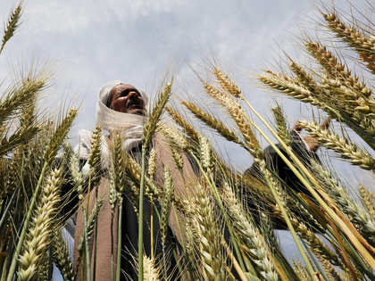 Low temperatures to boost wheat crop
