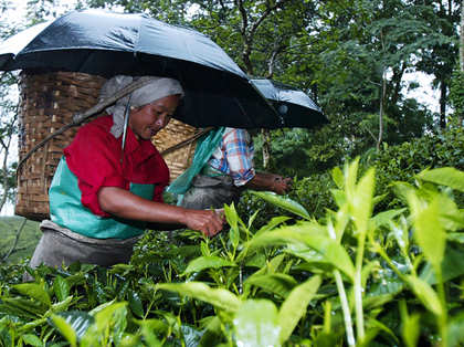Darjeeling tea, prized across the world, might be losing its market. Blame it on climate change