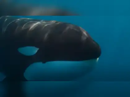 The real orca attack video, watch killer whale ripping apart its target; this one isn't fake like the Jessica Radcliffe and Marina Lysaro clips - The Economic Times