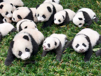 Scientists decode giant panda language in China The Economic Times 