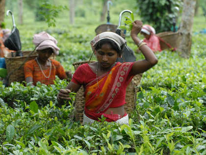 Scientists search for tea variety that can withstand climate change