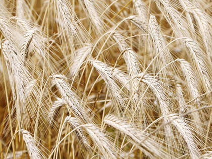 Traders Jittery as govt plans to hike wheat import duty by 10 per cent